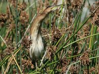 Woudapie 5  Little Bittern - Frieda Prinsloo 2012 : frieda